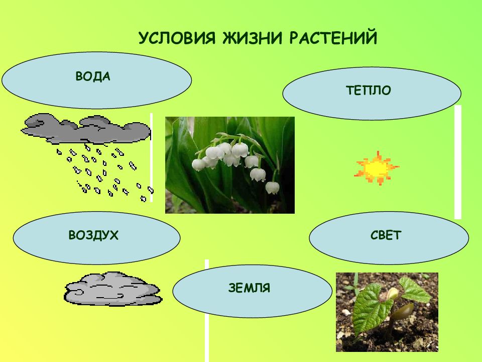 Проект растения и вода