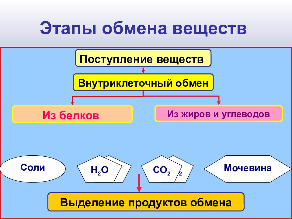 Этапы обмена веществ