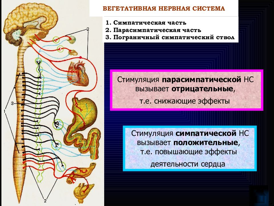 1 вегетативная нервная система. Симпатическая вегетативная нервная система. Парасимпатическая вегетативная нервная система. Симпатическая и парасимпатическая нервная система спинной мозг. Симпатическая вегетативная система сердца.