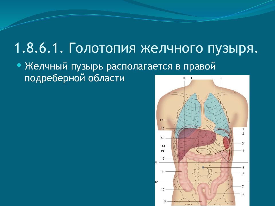 Голотопия скелетотопия