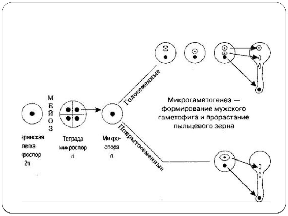 Развитие микро. Схема развития мужского гаметофита у цветковых. Жизненный цикл голосеменных схема. Образование микро спот у голосемяных. Развитие женского гаметофита у покрытосеменных.