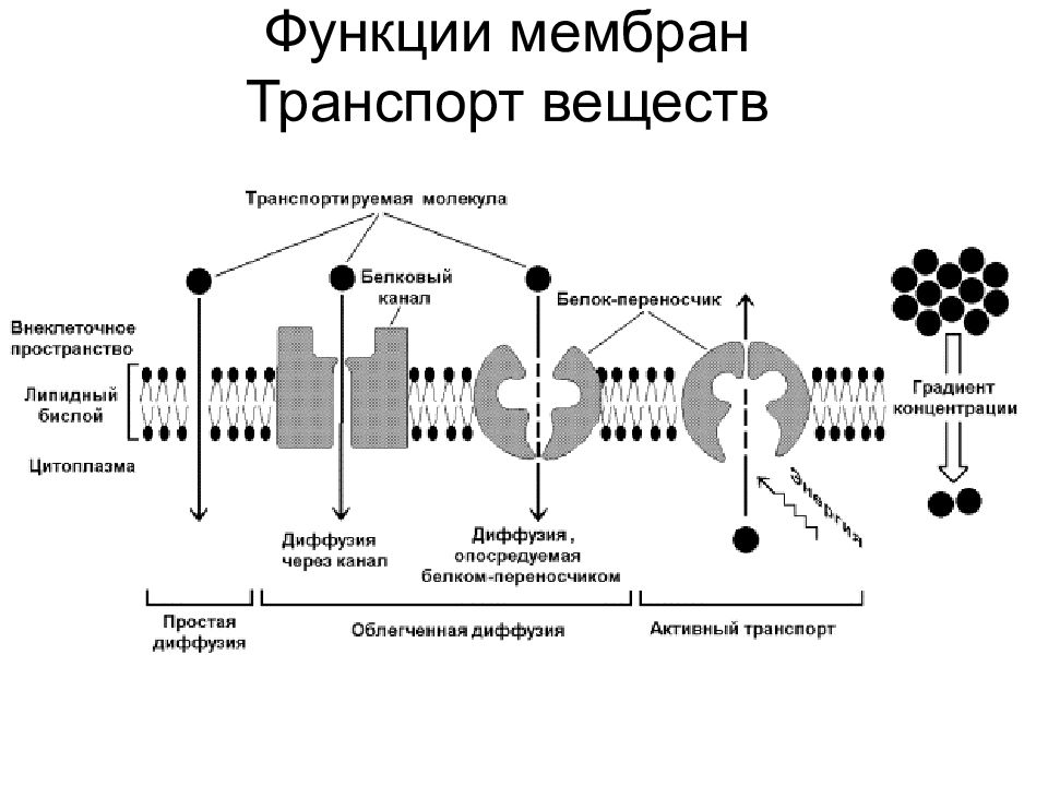Избирательный транспорт веществ в клетку