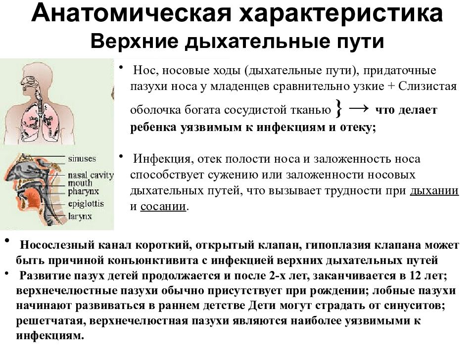 Анатомо физиологические особенности органов дыхания у детей презентация