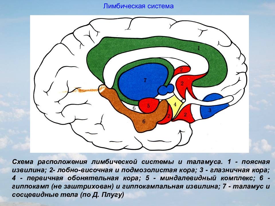 Лимбическая система презентация физиология