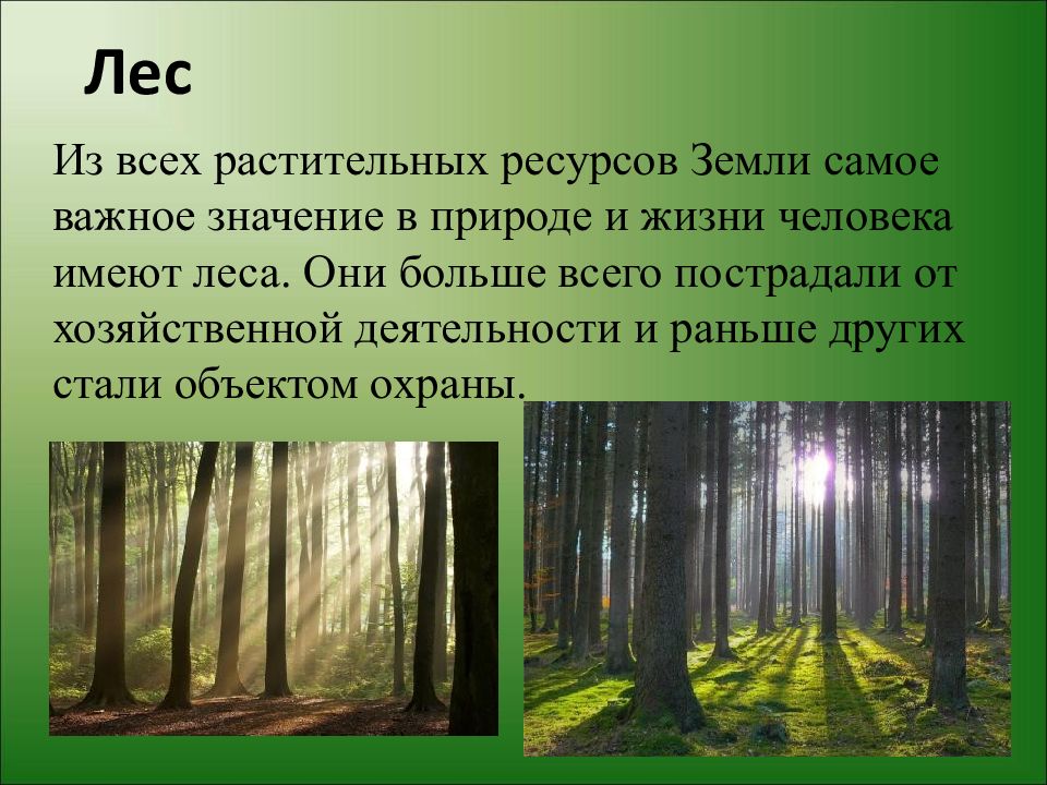 Лес и человек 4 класс окружающий мир презентация школа россии презентация