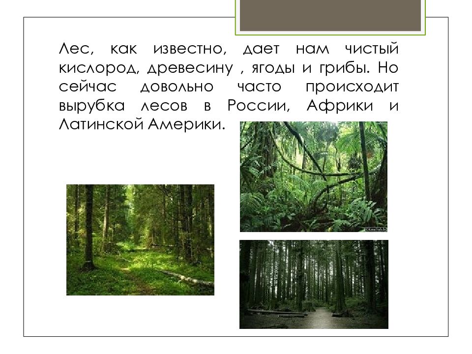 Кислород лес. Сочинение на тему вырубка лесов с числительными. Сочинение о вырубке лесов с числительными. Небольшой текст рассуждение на тему вырубка лесов с числительными. Сообщение с числительными о том почему нельзя вырубать лес.