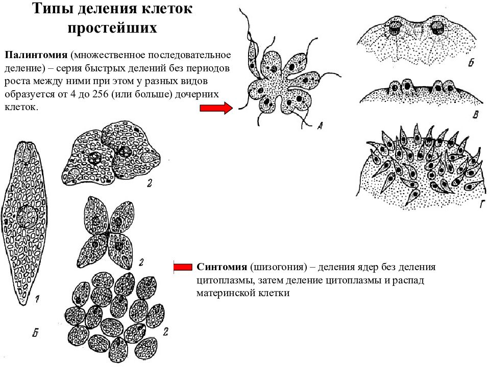 Деление одноклеточных. Палинтомия одноклеточных. Шизогония у одноклеточных. Множественное деление клетки примеры. Типы деления простейших.