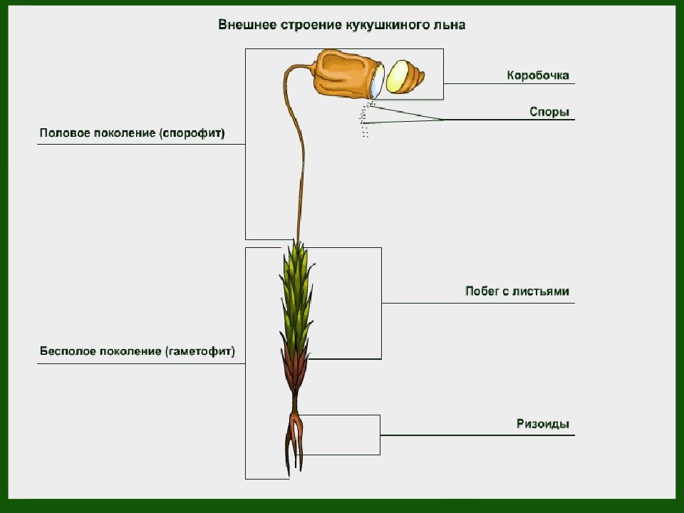 Строение мха кукушкин лен рисунок с надписями