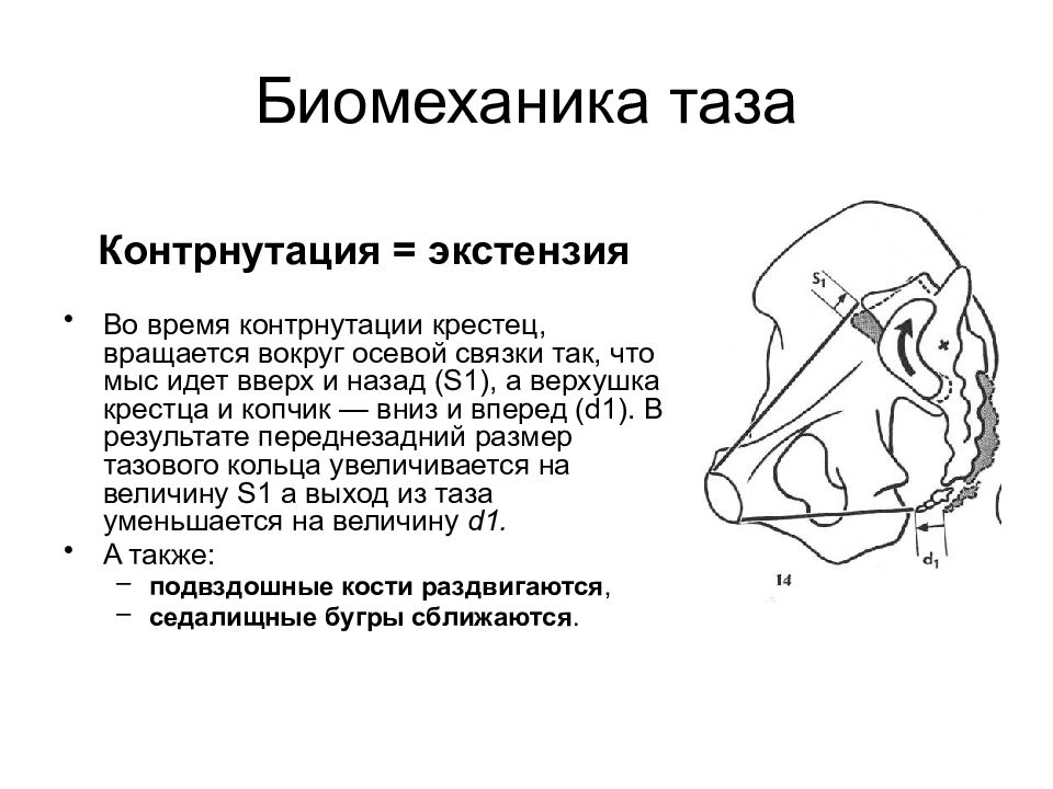 Положение крестца. Нутация и контрнутация крестца. Биомеханика таза. Анатомия и биомеханика таза. Биомеханика крестца.