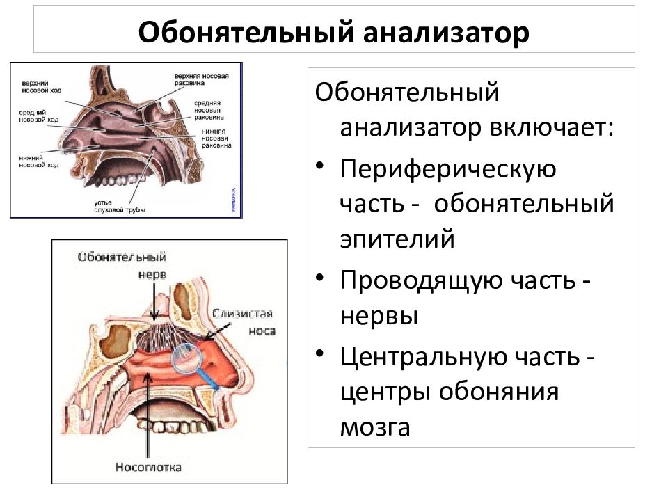 Обонятельные рецепторы. Обонятельный анализатор анатомия животных. Обонятельный анализатор строение. Обонятельный анализатор у детей. Обонятельный анализатор картинки.