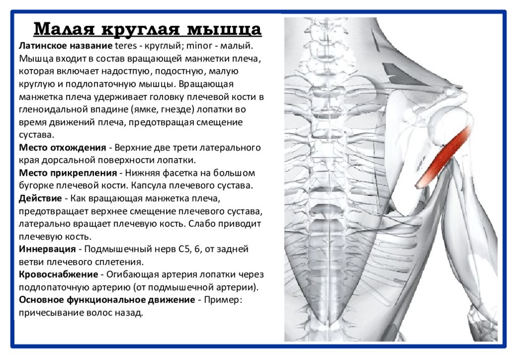 Мышца латынь. Малая круглая мышца латынь. Место прикрепления малой круглой мышцы. Малая круглая мышца плеча латынь. Большая круглая мышца на латинском.