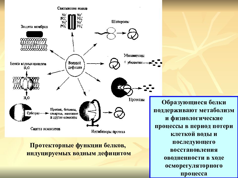 Первичная структура белковых молекул. Белки превращение в организме. Белки свойственные организму человека образуются в. Формирование молекулы белка. Схема образования белка.