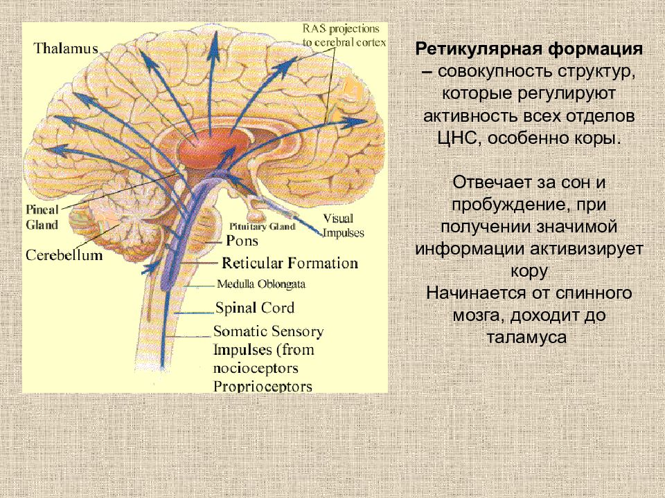 Ретикулярная формация презентация