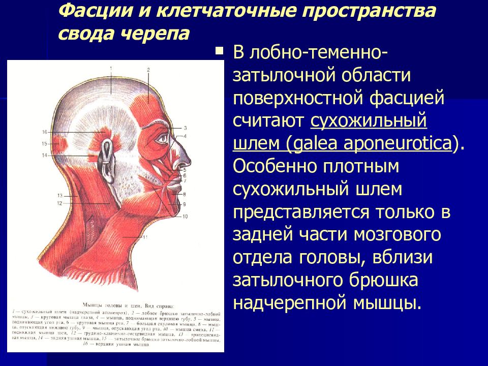 Подразделение головы. Клетчаточное пространство свода черепа. Подапоневротическое пространство свода черепа. Фасции и клетчаточные пространства свода черепа. Клетчаточное пространство лицевого отдела головы.