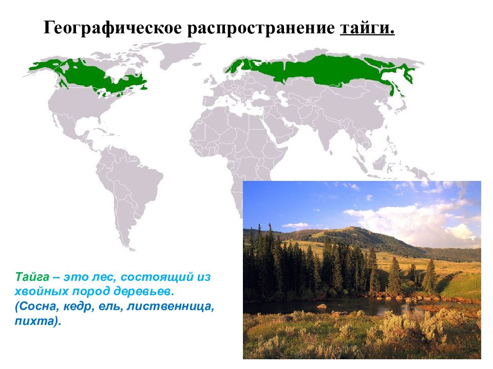 Природные зоны земли. Распространение тайги. Природные зоны земли презентация. География презентация природные зоны земли.