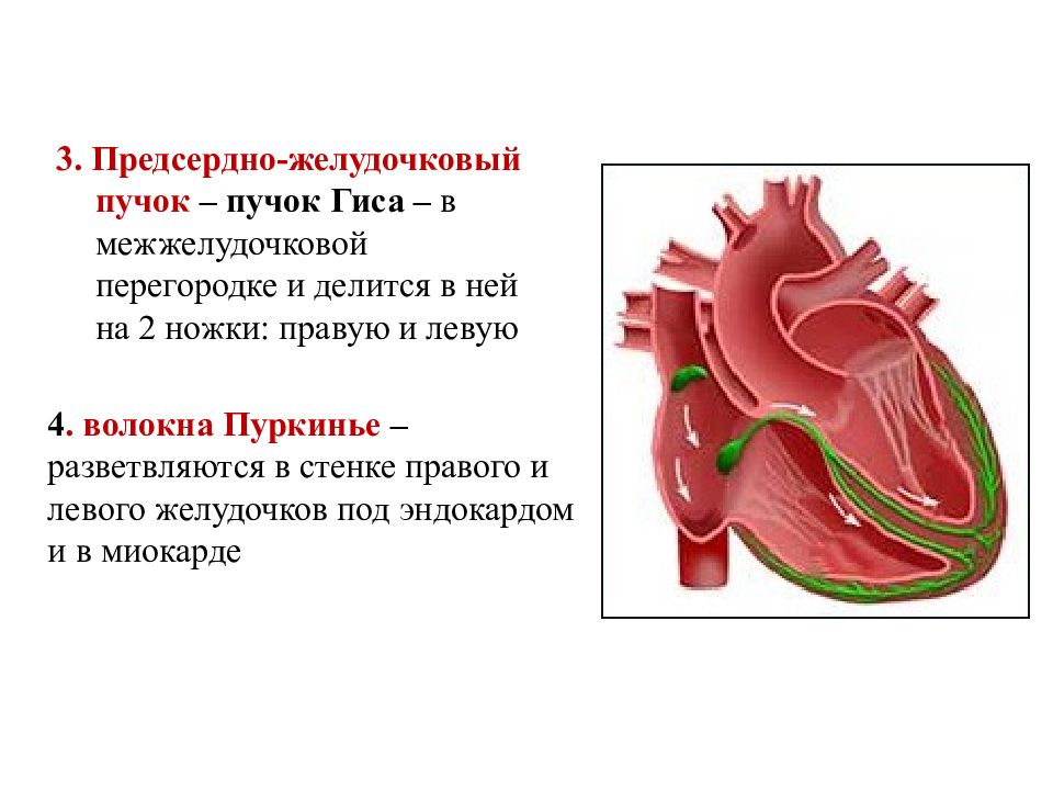 Предсердно желудочковый узел расположен