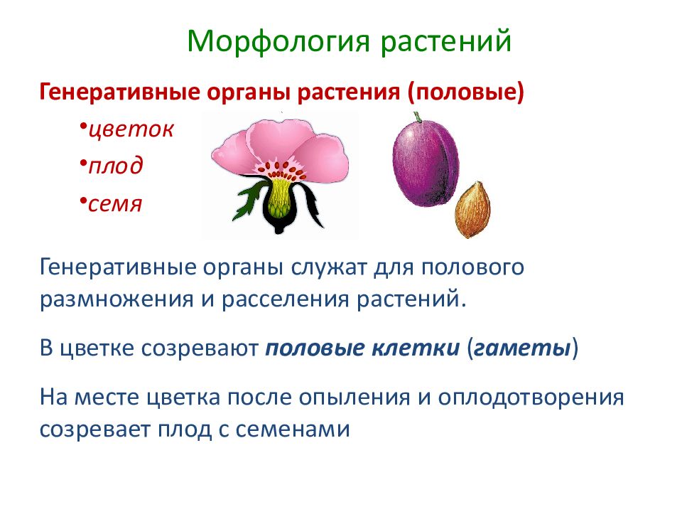 Биология 6 класс презентация органы растений