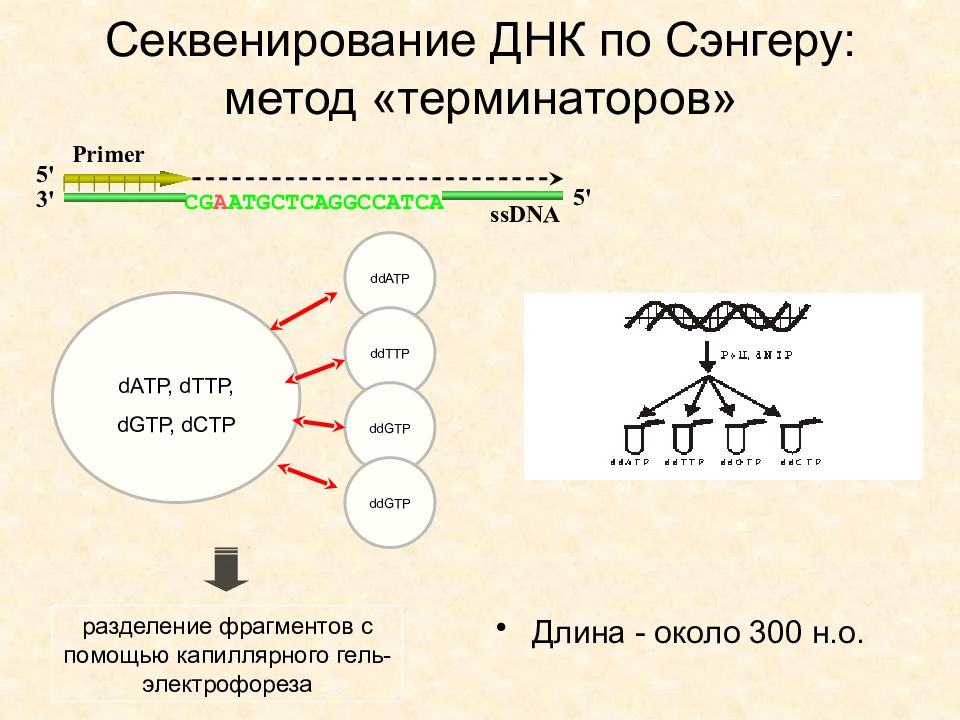 Секвенирование по сэнгеру схема