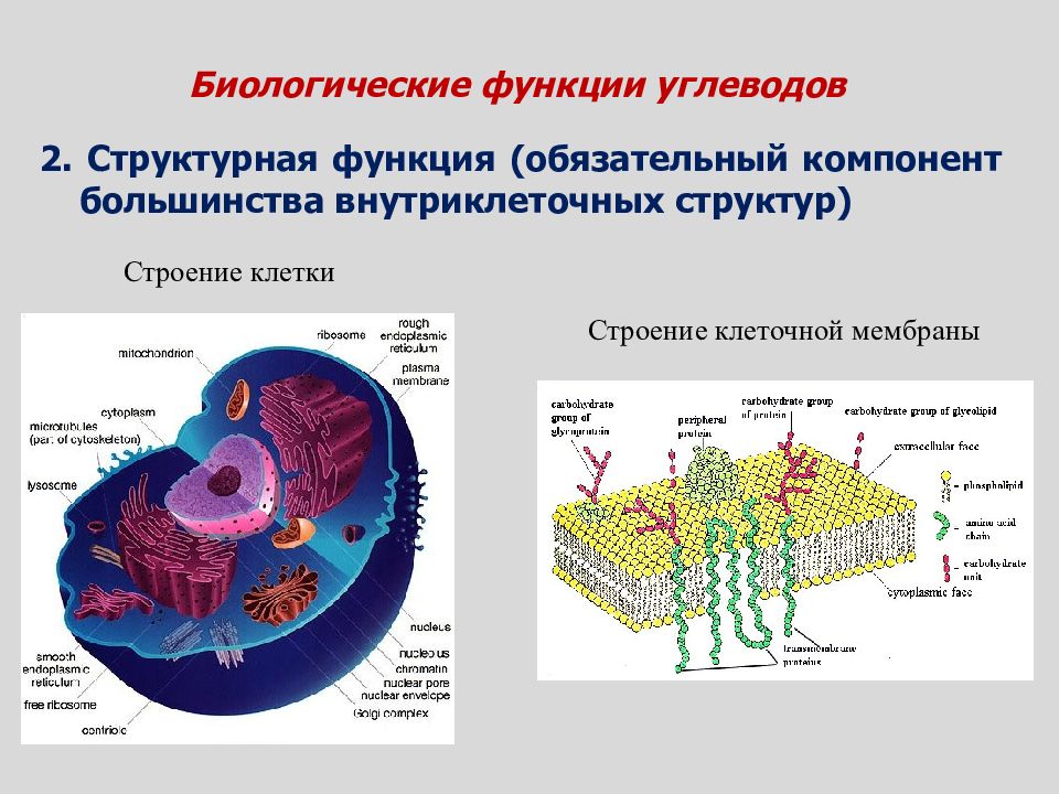 Структурная функция