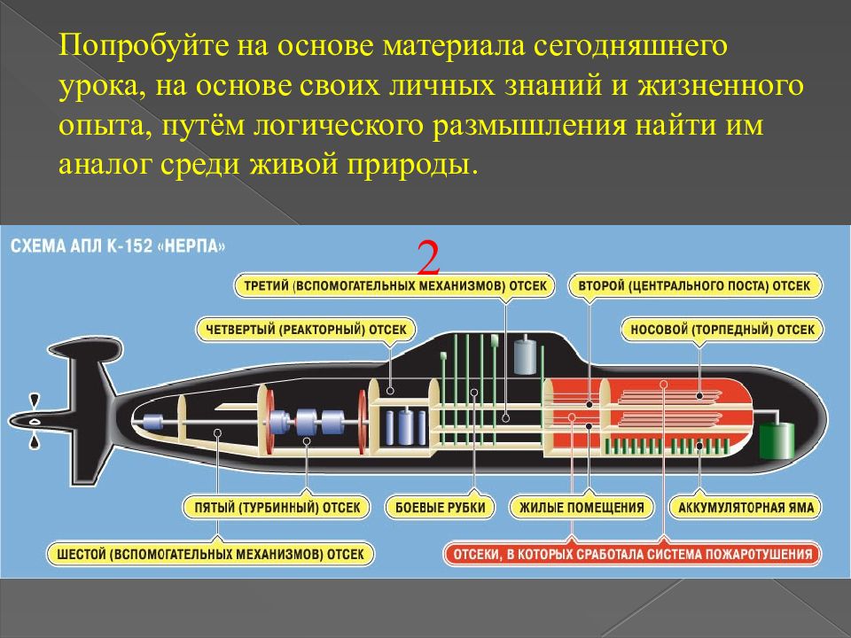 Бионика как одно из направлений биологии и кибернетики презентация