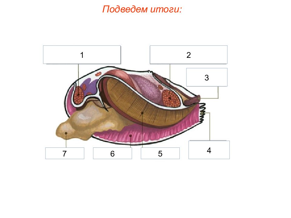 Схема двухстворчатых. Дыхательная система беззубки. Двустворчатые моллюски строение Мидия. Внутреннее строение двустворчатых моллюсков. Bivalvia строение.