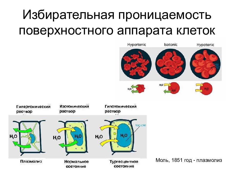 Аппараты клетки. Плазмолиз это активный или пассивный.