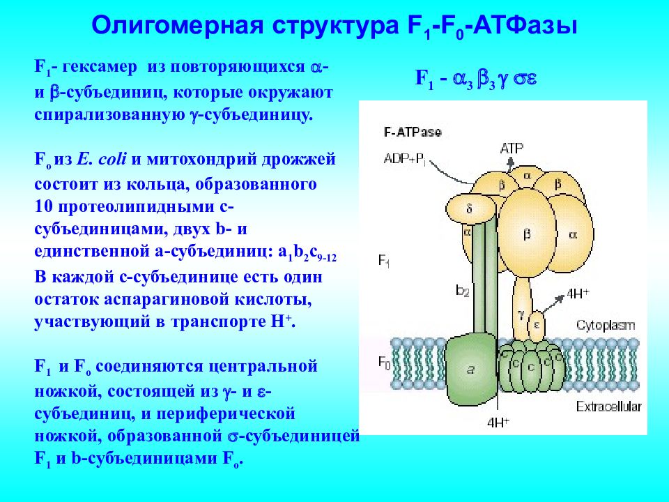 Атфаза. F0f1-АТФАЗА. Строение АТФАЗЫ f1 f0. Н-АТФАЗА V типа олигомерная структура. Функция АТФАЗЫ.