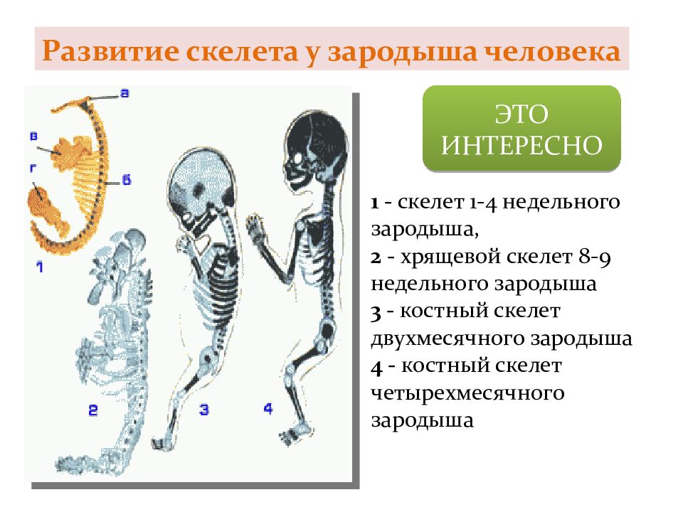 Эволюция скелета начиная с призыва богиней 10