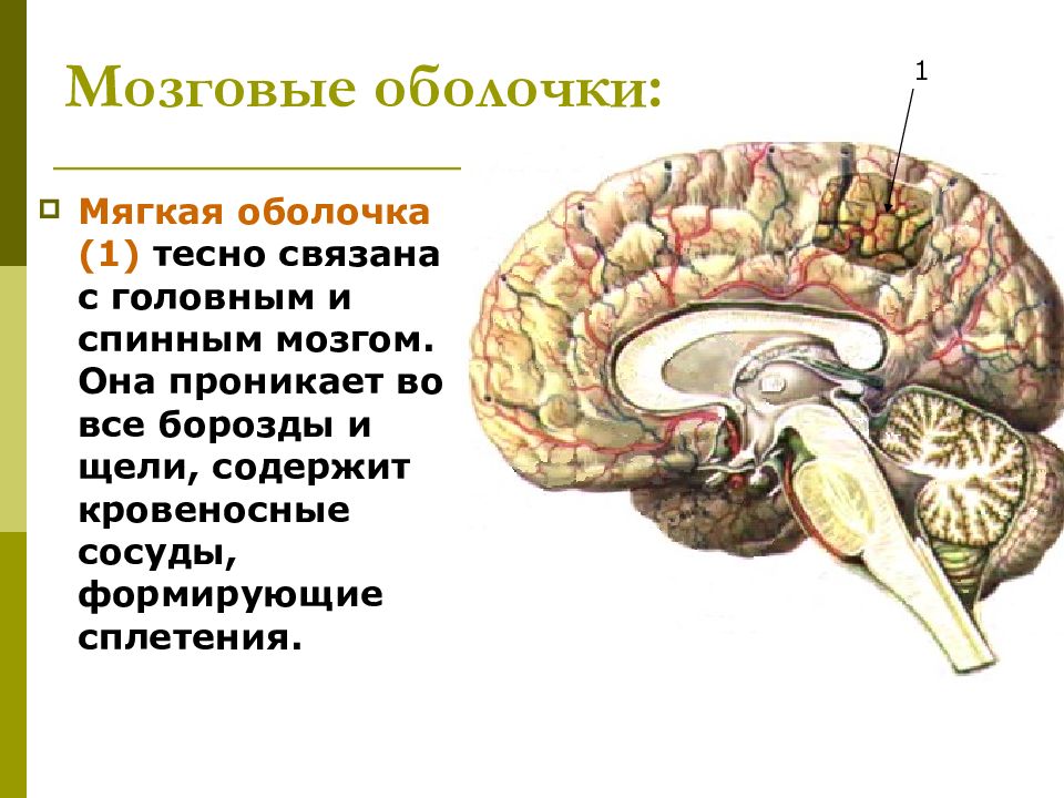 Конечный мозг презентация по анатомии