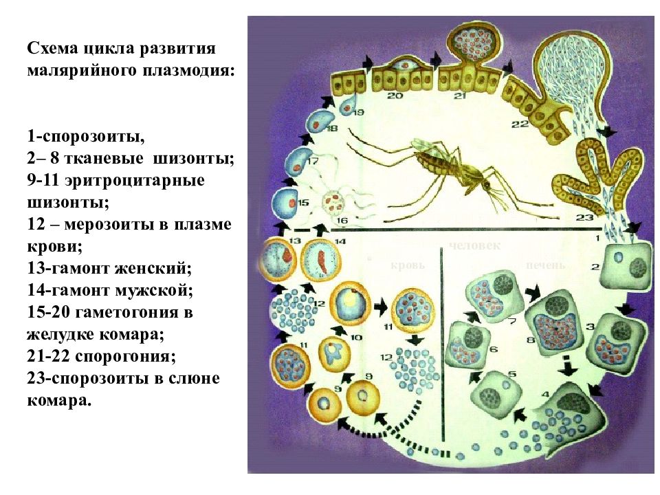 Малярия цикл развития малярийного плазмодия