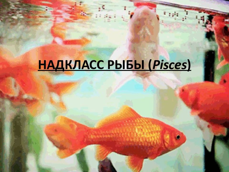 НАДКЛАСС РЫБЫ ( Pisces )