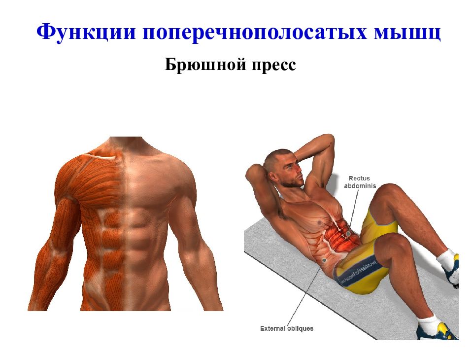 Сколько давать отдыхать мышцам. Отдых мышц. Функции пресса. Поперечная мышца живота функции и упражнения. Вмышечное Введение хондролитиков техника