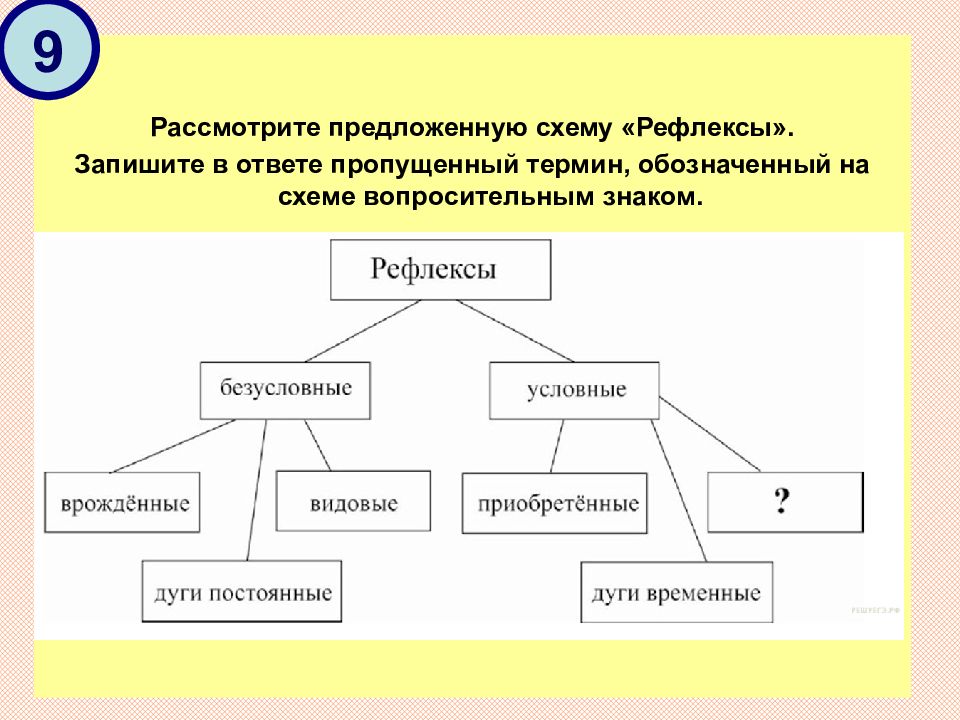 Пропущенный фрагмент текста термин. Рассмотрите предложенную схему. Рассмотрите предложенную схему запишите в ответе пропущенный термин. Рассмотрите предложенную схему рефлексы. Пропущенный термин, обозначенный на схеме знаком вопроса. Ответ:.