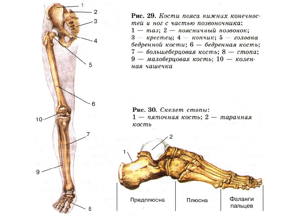 Кости человека строение рисунок