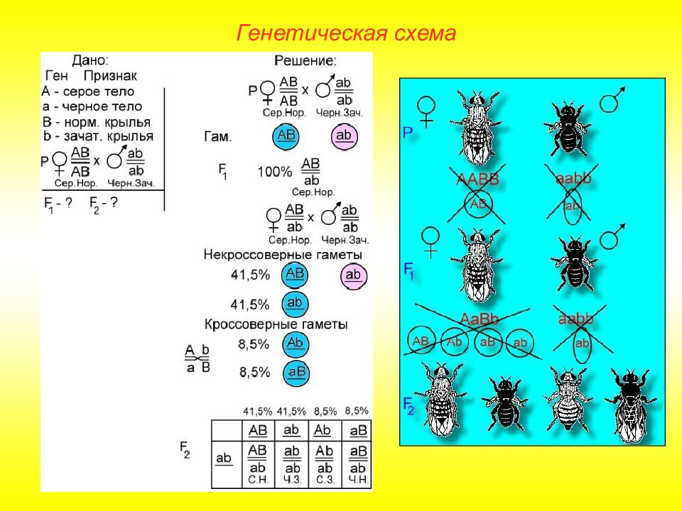 Закон моргана биология презентация