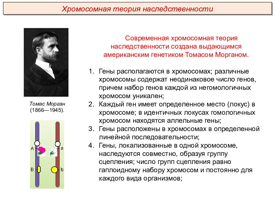 Закон моргана биология презентация