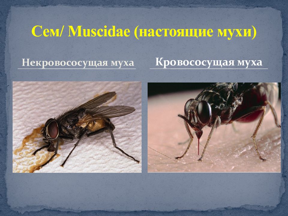 Заболевания вызванные насекомыми. Настоящие мухи. Муха настоящая. Презентация слепень. Короткоусые Двукрылые.