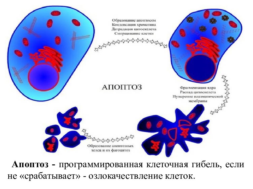 Апоптоз патанатомия презентация