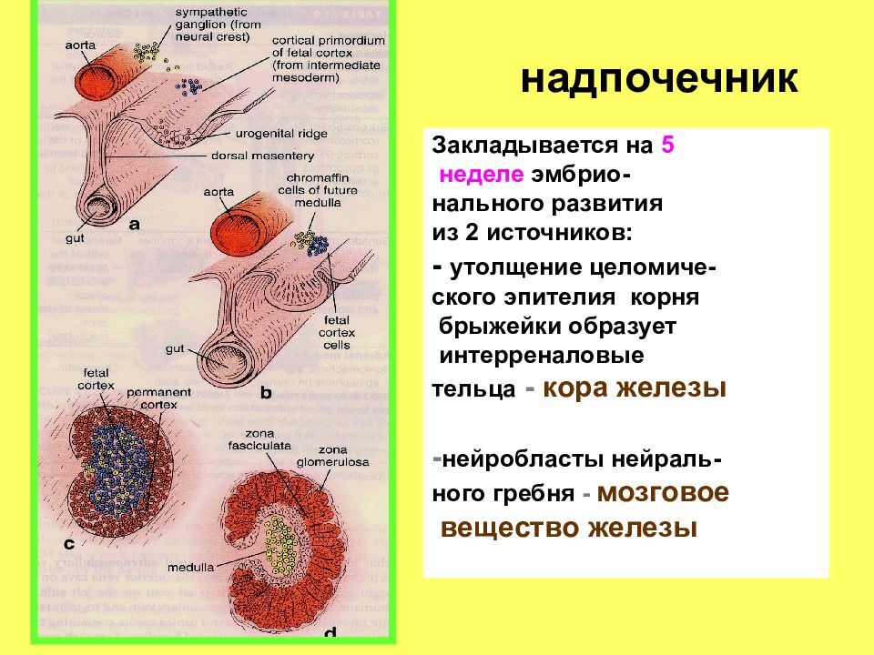 Эмбриогенез человека гистология презентация