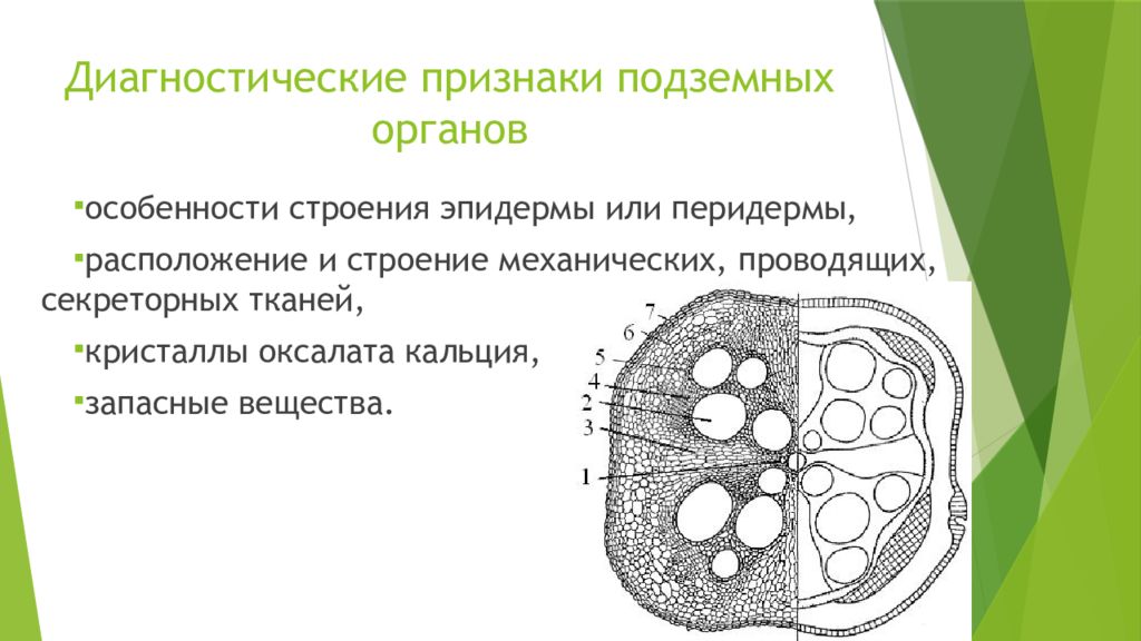 Микроскопический анализ лекарственного растительного. Диагностические признаки подземных органов. Анатомо диагностические признаки сырья. Микроскопические диагностические признаки. Микроскопический анализ сырья.