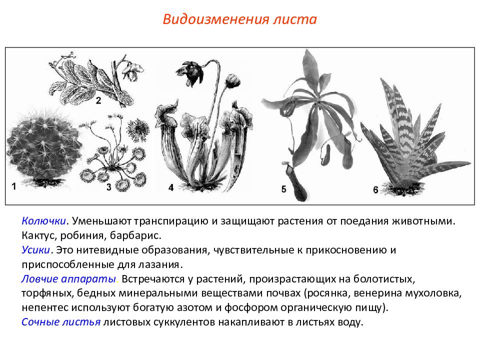 Выберите признаки растений. Качественные признаки растений. Видоизмененные листья листовой суккулент. Как растения защищаются от поедания животными приведите примеры. Плезиоморфные признаки у растений.