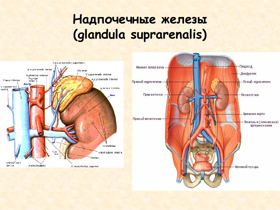 Капсула железы. Надпочечная железа. Расположение надпочечной железы. Надпочечная железа строение.