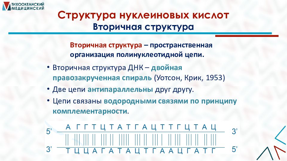 Азотсодержащие гетероциклические соединения нуклеиновые кислоты презентация 10 класс