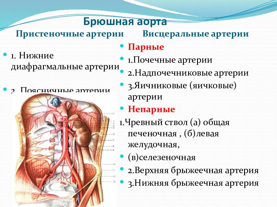 Брюшная аорта. Париетальные ветви брюшной полости. Непарные висцеральные ветви брюшной аорты. Висцеральные ветви брюшной части аорты. Париетальные ветви брюшной аорты.