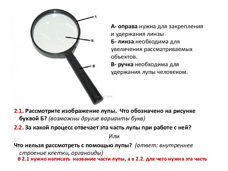 Что является основной частью лупы обеспечивающей увеличение изображения ответ