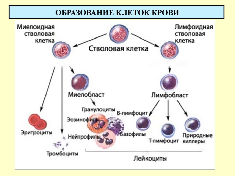 Схема клеток крови. Схема кроветворения стволовая клетка. Хронический миелоидный лейкоз патогенез. Схема кроветворения эритроцитов. Хронический миелоидный лейкоз этиология.
