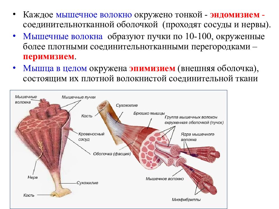 Строение скелетного мышечного волокна. Структура мышечных волокон человека. Структура мышцы мышечного волокна. Скелетное мышечное волокно строение. Соединительная ткань мышечного волокна.