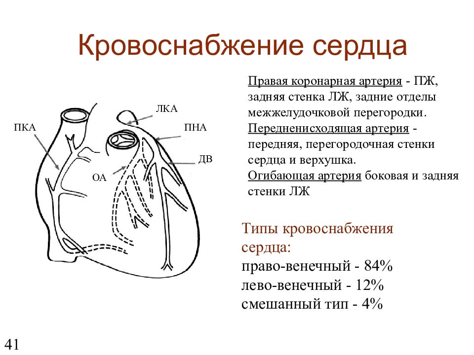 Расшифровка сердец. Кровоснабжение правой венечной артерии. Передняя межжелудочковая ветвь левой коронарной артерии. Коронарные артерии сердца стенки кровоснабжения. ПНА коронарная артерия.