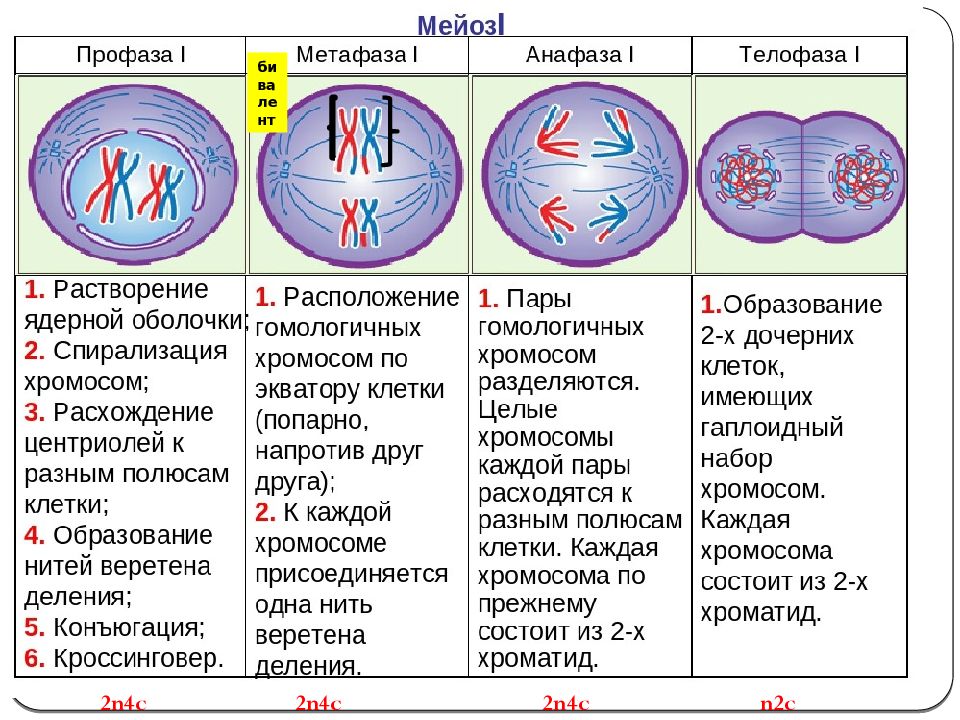 На рисунке изображены схемы процессов митоза и мейоза