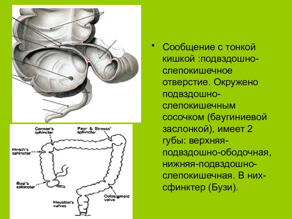 Слепая кишка стенки. Слепая кишка анатомия строение. Баугиниева заслонка анатомия. Подаздошно слепо кишечное отверстие. Подащодшно слепокишечнле отверстие.